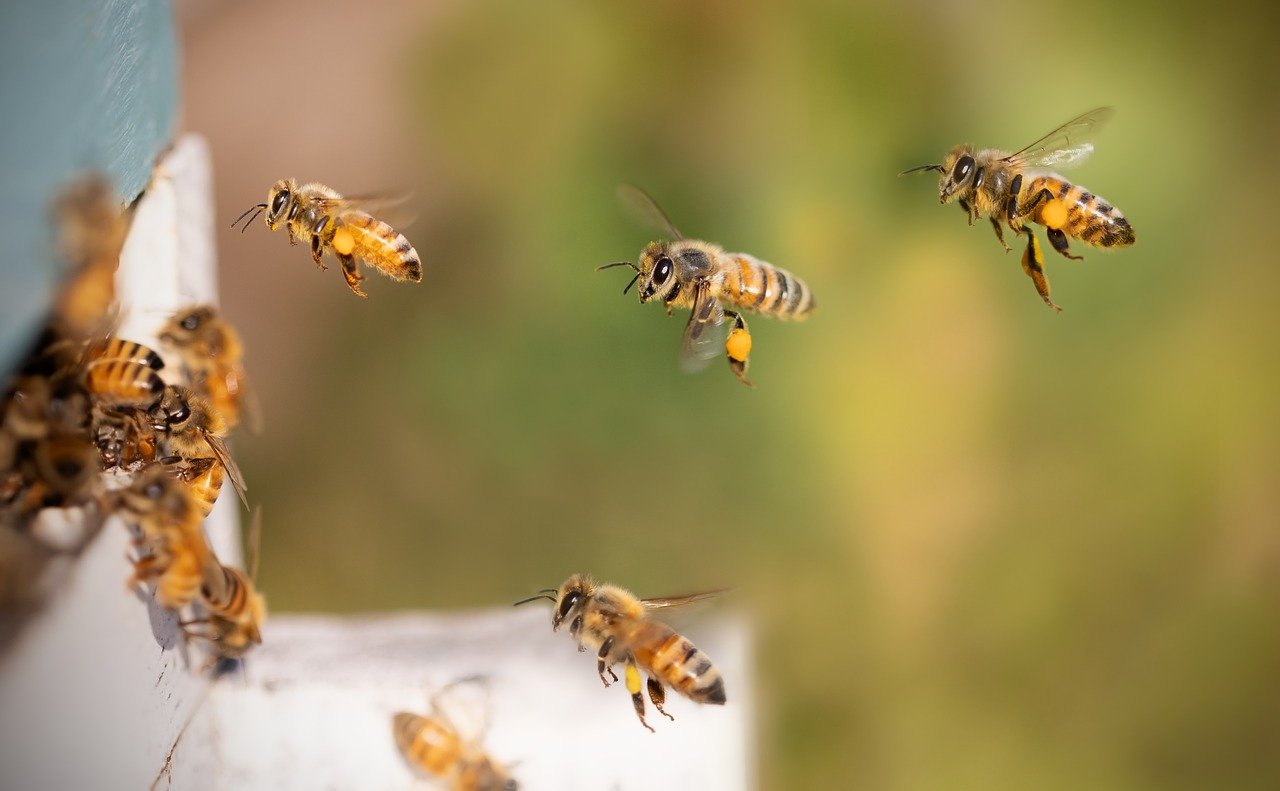 Bienen Berlin